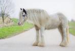 Lieve tinker merrie, Dieren en Toebehoren, B, C pony (1.27m tot 1.37m), 11 jaar of ouder, Recreatiepony
