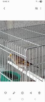 Jeune metis chardonneret male, Animaux & Accessoires, Oiseaux | Canaris, Mâle