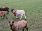 Kameroen bokken, Dieren en Toebehoren, Schapen, Geiten en Varkens