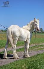 TOP cremello colt Irish cob/Tinker/Gypsy cob, Dieren en Toebehoren, Paarden, Minder dan 160 cm, Gechipt, Niet van toepassing, 0 tot 2 jaar