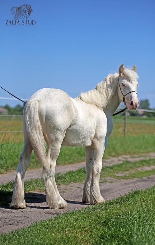 TOP cremello colt Irish cob/Tinker/Gypsy cob, Dieren en Toebehoren, Paarden, Hengst, Niet van toepassing, Minder dan 160 cm, 0 tot 2 jaar