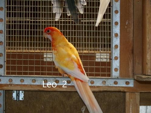 Penanten, Dieren en Toebehoren, Vogels | Parkieten en Papegaaien, Parkiet, Meerdere dieren, Geringd