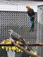 Koppel rosella, Dieren en Toebehoren