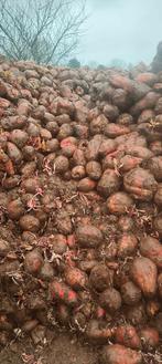Voederbieten te koop