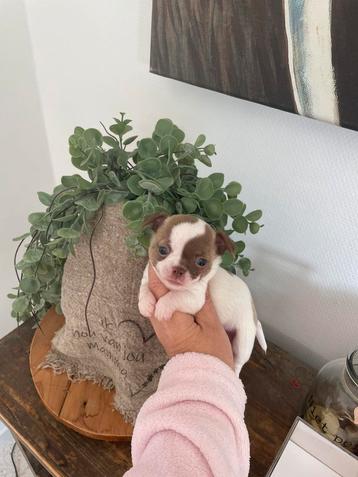 Chihuhaua pupys beschikbaar voor biedingen