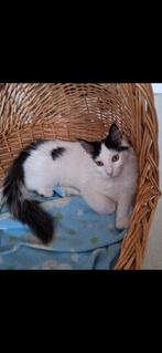 Mainecoon kittens, Dieren en Toebehoren, Meerdere dieren, Langharig, 0 tot 2 jaar