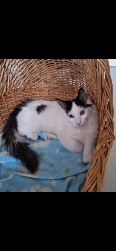 Mainecoon kittens, Dieren en Toebehoren, Katten en Kittens | Overige Katten, Langharig, Meerdere dieren, 0 tot 2 jaar
