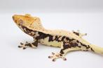 Wimpergekko HOUTEN, Dieren en Toebehoren, Hagedis, Tam, 0 tot 2 jaar