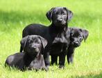 Labrador pups , Zwart, Dieren en Toebehoren, Honden | Retrievers, Spaniëls en Waterhonden, CDV (hondenziekte), Meerdere, 8 tot 15 weken