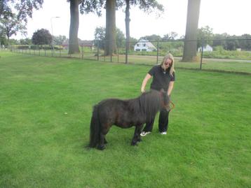 Shetland merrie shetlander + ponytrailer veewagen.