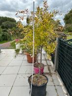 Mooie granaatappel boom, Halfschaduw, Ophalen of Verzenden, Lente, 100 tot 250 cm