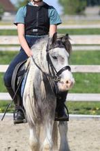 Leuke pony