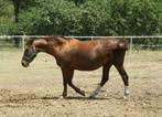 Gezocht paard 1m60 schofth.., Merrie, Zadelmak, 165 tot 170 cm, Recreatiepaard