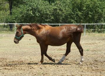 Gezocht paard 1m60 schofth.. beschikbaar voor biedingen