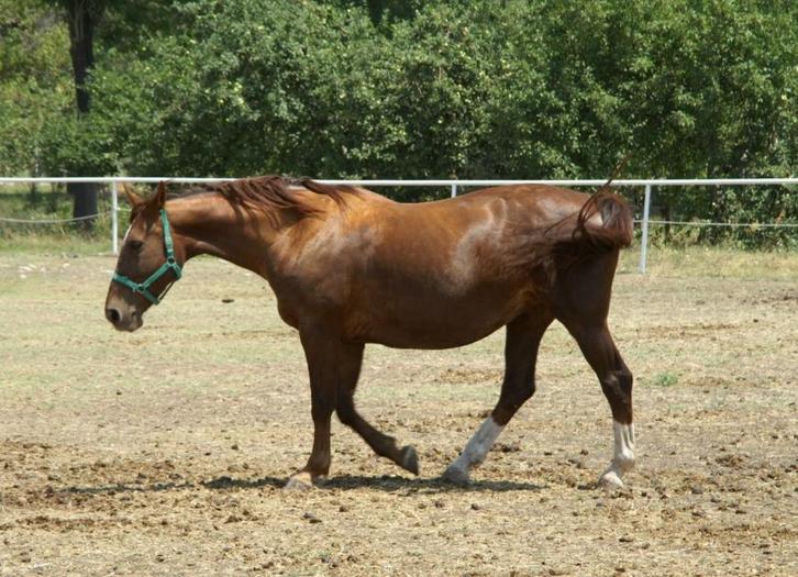 Gezocht paard 1m60 schofth.., Dieren en Toebehoren, Paarden, Merrie, Zadelmak, 165 tot 170 cm, Recreatiepaard