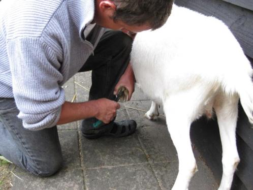Geiten, mini varkens, schapen, alpaca’s klauwen bekappen, Dieren en Toebehoren, Schapen, Geiten en Varkens, Geit, Meerdere dieren