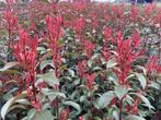 Photinia fraseri 'Carré Rouge' Glansmispel 60-80, Tuin en Terras, Ophalen, Overige soorten, Haag, Minder dan 100 cm