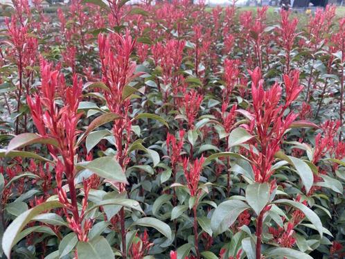 Photinia fraseri 'Carré Rouge' Glansmispel 60-80, Tuin en Terras, Planten | Struiken en Hagen, Haag, Overige soorten, Minder dan 100 cm