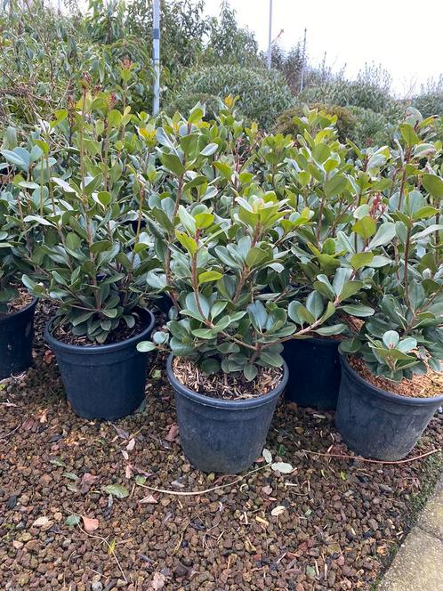 Rhaphiolepis umbellata, Hagen en sierheesters., Tuin en Terras, Planten | Struiken en Hagen, Haag, Overige soorten, Minder dan 100 cm