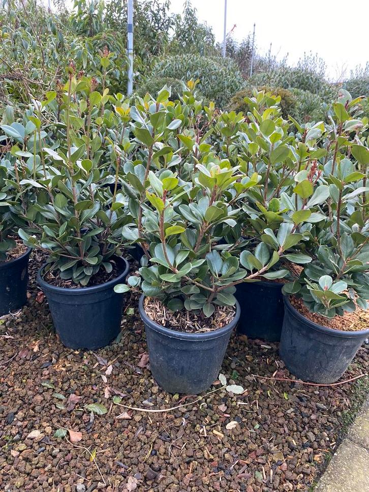 Rhaphiolepis umbellata, Hagen en sierheesters., Tuin en Terras, Planten | Struiken en Hagen, Haag, Overige soorten, Minder dan 100 cm