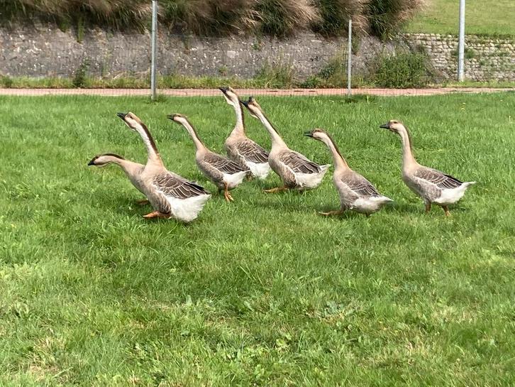 Ganzen, Dieren en Toebehoren, Pluimvee, Gans of Zwaan, Meerdere dieren