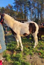 2,5jarig ruintje, Dieren en Toebehoren, Paarden, Ruin
