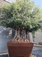 Olijfboom Olea Europaea Bonsai in Decopot, Olivier, Enlèvement