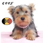 Lieve Yorkshire Terrier pups te koop, Yorkshire Terriër, België, 15 weken tot 1 jaar, Handelaar