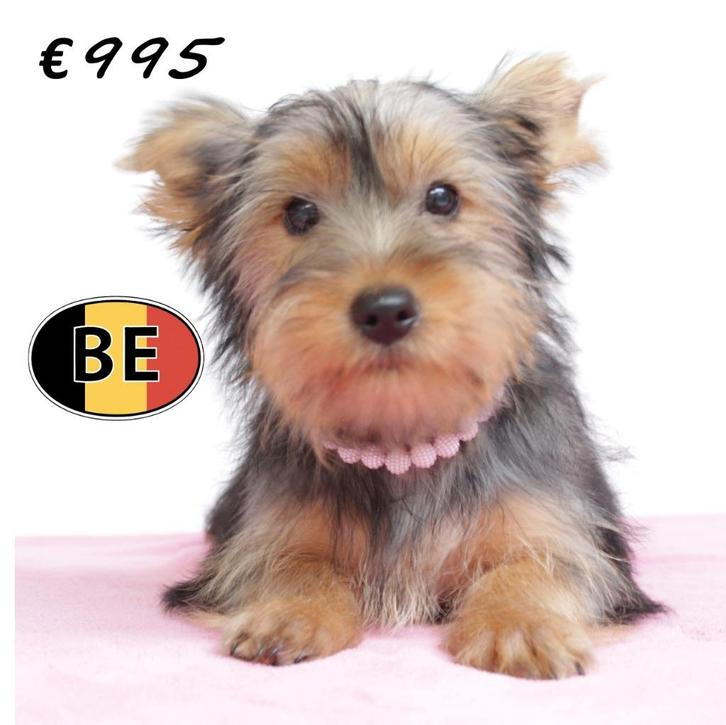 Lieve Yorkshire Terrier pups te koop, Dieren en Toebehoren, Honden | Jack Russells en Terriërs, Meerdere dieren, Yorkshire Terriër