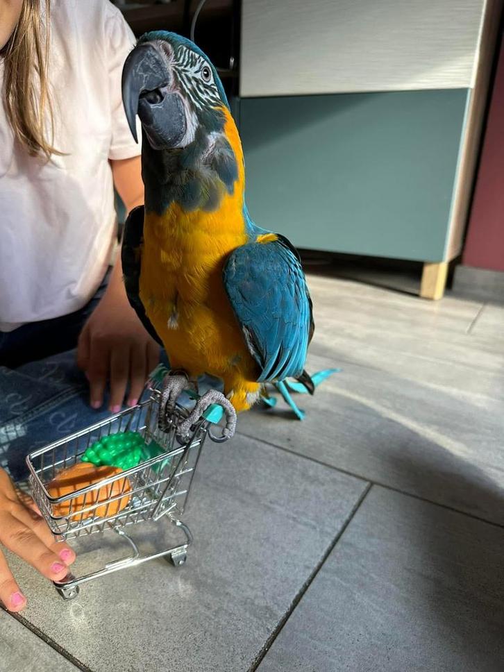 Handtamme blauwkeel ara, Animaux & Accessoires, Oiseaux | Perruches & Perroquets, Femelle, Parleur, Domestique, Bagué