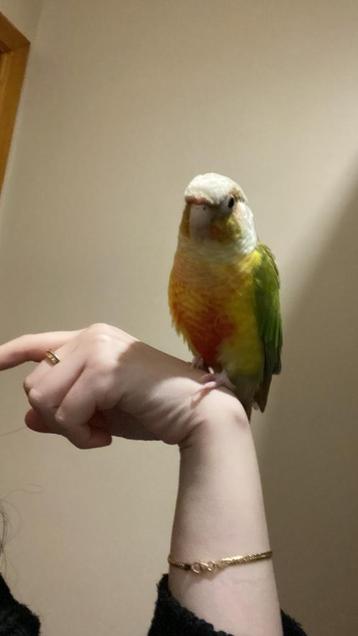 Conure ananas, Enlèvement