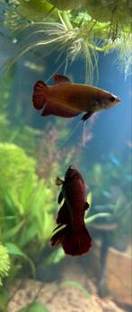 2 betta vrouwen, Vis, Zoetwatervis, Schoolvis