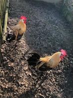 Brakel Citroen haan, Dieren en Toebehoren, Mannelijk, Kip