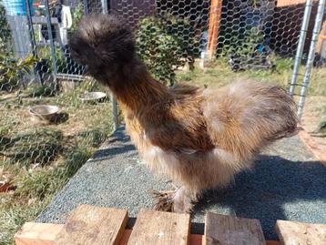 USA zijdehoenders, Plusieurs animaux, Poule ou poulet