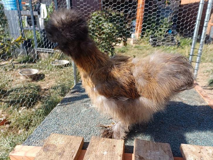 USA zijdehoenders, Dieren en Toebehoren, Pluimvee, Kip, Meerdere dieren
