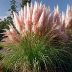 Roos Pampas siergras- Cortaderia selloana, Tuin en Terras, Ophalen of Verzenden, Vaste plant, Siergrassen, Halfschaduw