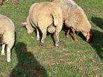 Rammen/ schapen, Dieren en Toebehoren, Schapen, Geiten en Varkens