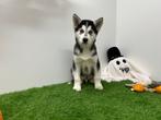 Siberische Husky pups, België, 8 tot 15 weken, CDV (hondenziekte), Poolhond