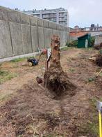 Verwijderen van sparren, coniferen, afsluitingen, etc...., Tuin en Terras, Ophalen, Hout
