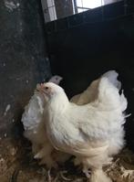 Jonge Brahma hen, Dieren en Toebehoren, Pluimvee