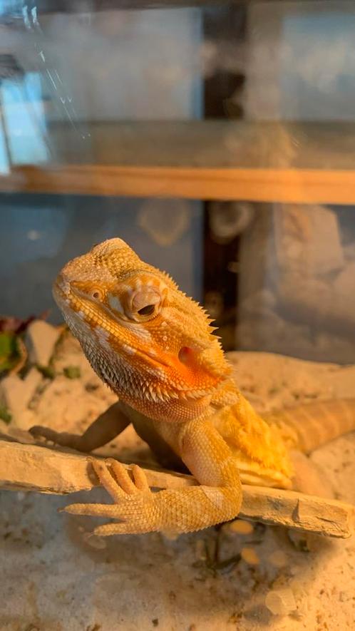 Baardagaam te koop, Dieren en Toebehoren, Reptielen en Amfibieën, Hagedis, 0 tot 2 jaar, Tam