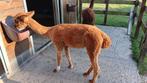 Alpaca merrie FJ Amalfia (AAB014177), Dieren en Toebehoren, Vrouwelijk