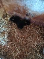 Bébé lapin, Enlèvement, Neuf