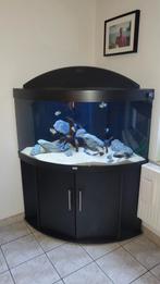 Aquarium trigon 350 litre, Gebruikt, Ophalen of Verzenden