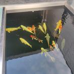 Koi vijver, Tuin en Terras, Vijvers, Ophalen