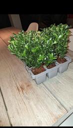 30 stuks kardinaalsmuts, Tuin en Terras, Planten | Tuinplanten, Ophalen