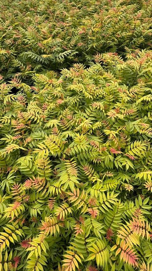 Sorbaria sem in verschillende maten, Tuin en Terras, Planten | Struiken en Hagen, Ophalen of Verzenden
