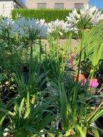 Agapanthus (fijn blad, wit), Tuin en Terras, Planten | Tuinplanten, Ophalen