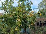 kweeperen, Tuin en Terras, Planten | Fruitbomen, Ophalen