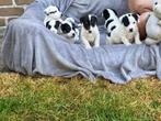 Jack russell pups, Particulier, Parvovirose, 8 à 15 semaines, Plusieurs